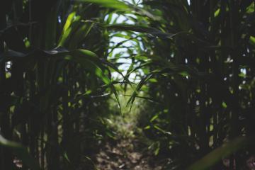 Corn Maze