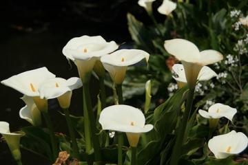 Calla lillies